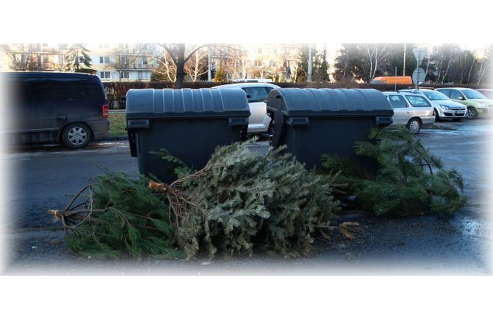 Zber vianočných stromčekov v Šali začne tento piatok, skončia v kompostárni či ako potrava pre zver
