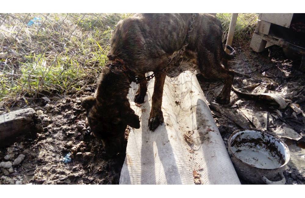 Otrasný prípad! 54-ročná žena mesiac nechala psa bez vody a stravy, za týranie je hrozia dva roky