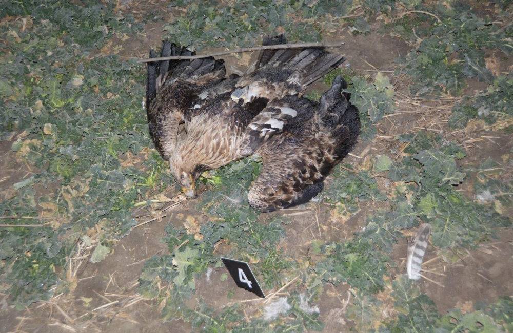 Chemickou látkou niekto otrávil štyri chránené vtáky, je smrteľne nebezpečná aj pre ľudí