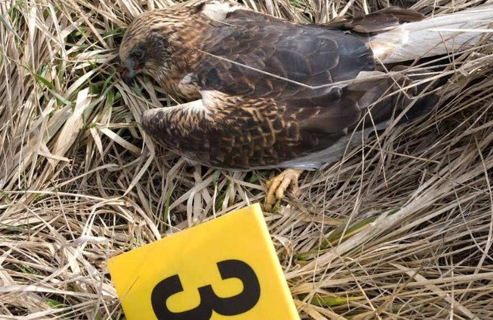 Našli ďalších päť kusov uhynutých vtákov, hodnota dravcov je viac ako 6 tisíc eur
