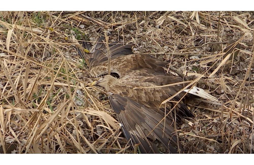 Foto: U poľovníka našli otravu, ktorá spôsobila uhynutie desiatok vtákov, hrozí mu 6 rokov