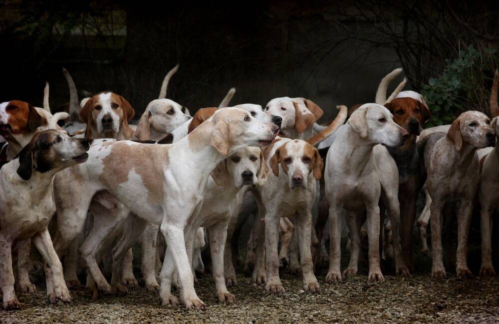 Útulok v Nitre zachránil 30 psov z krutej množiarne. Kto chcel pomôcť, musel zaplatiť