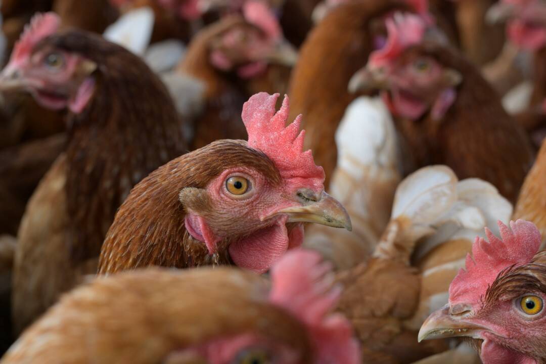 V Komárne sa potvrdila vtáčia chrípka, farma musí zlikvidovať minimálne 40-tisíc kusov hydiny