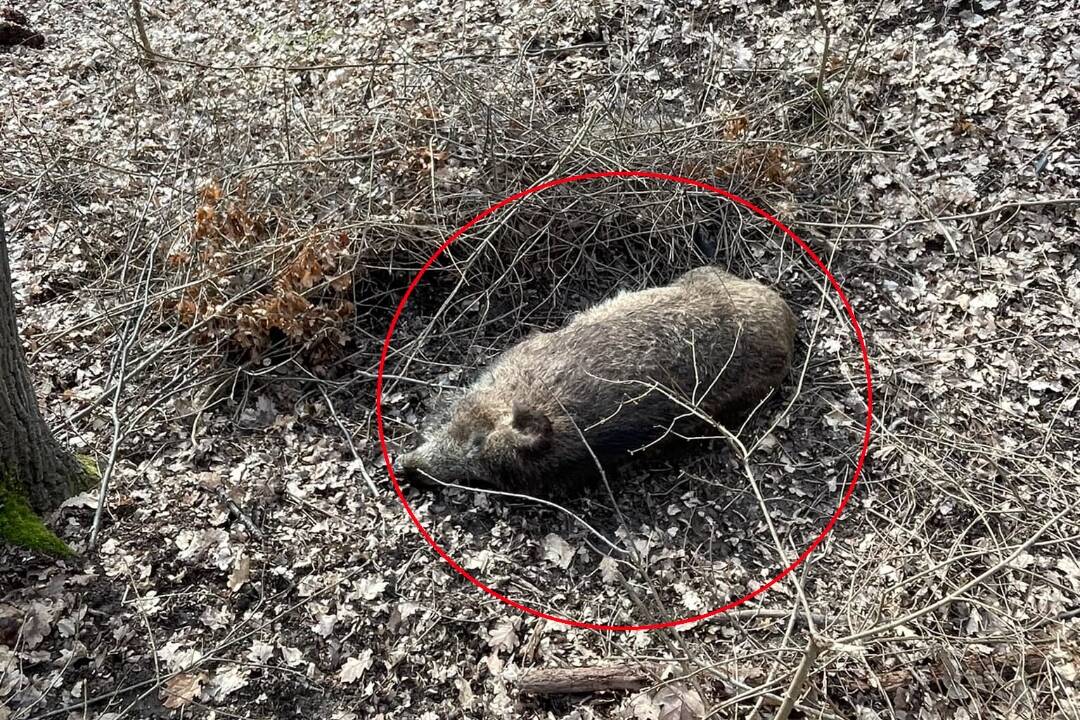 V lese pri Topoľčiankach našli 10 uhynutých diviakov. Je za tým mor alebo niečo iné?