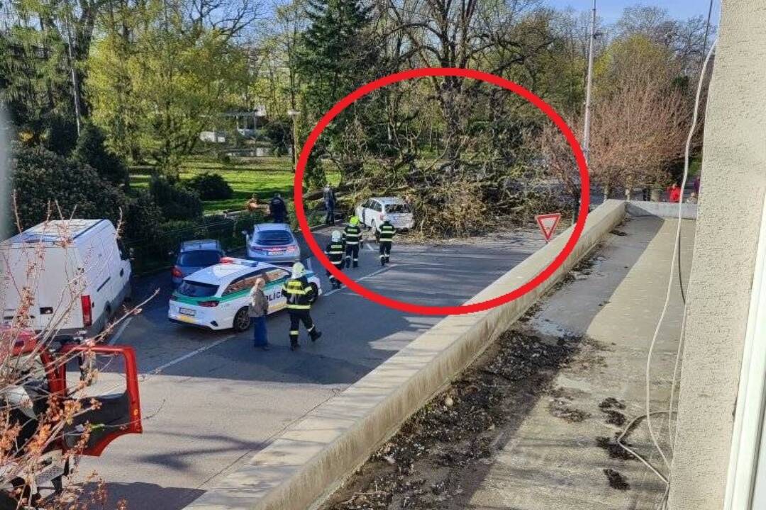 FOTO: V Leviciach spadol na autá obrovský strom, dopravu museli odkloniť