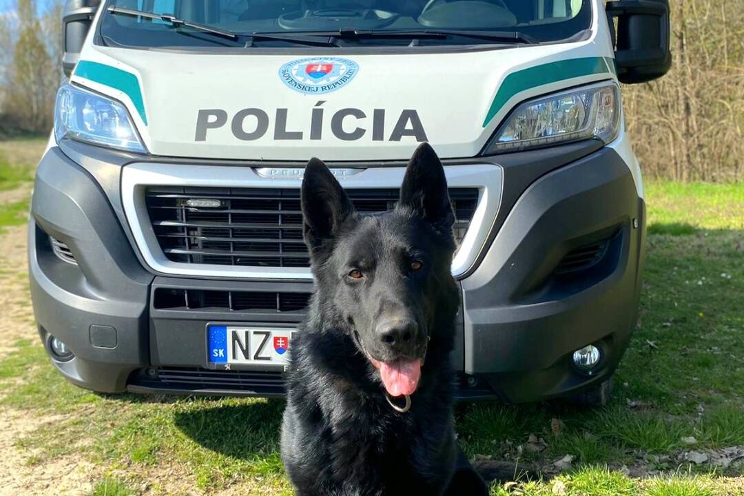 FOTO: Z firmy ukradol 11-tisíc eur a zakopal ich na poli, vyňuchal ich policajný pes