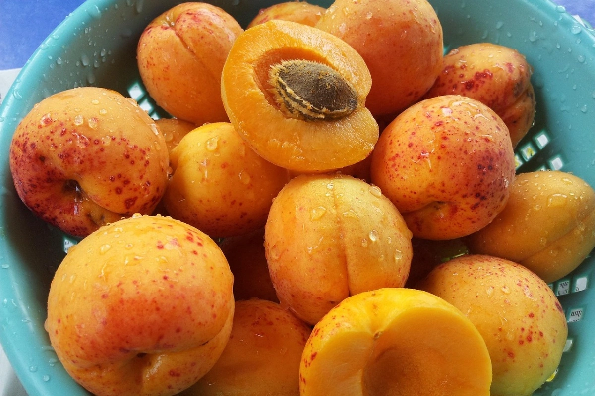 Foto: Sezóna marhúľ je v plnom prúde: Kde v Nitrianskom kraji si ich môžete nazbierať a koľko zaplatíte?
