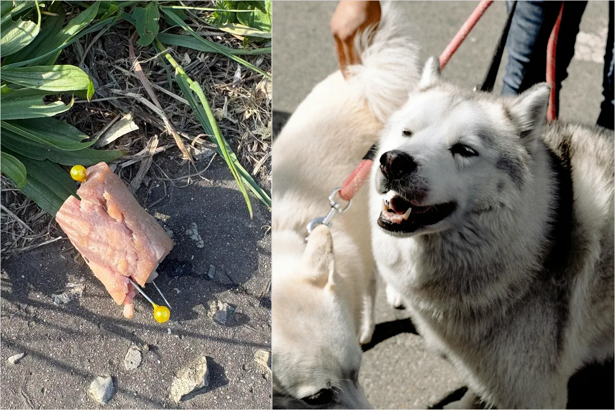 Psíčkari pozor! Na nitrianskom sídlisku sa našli pohodené párky s ihlami. Krutosť, úbohosť a dno, vravia ľudia