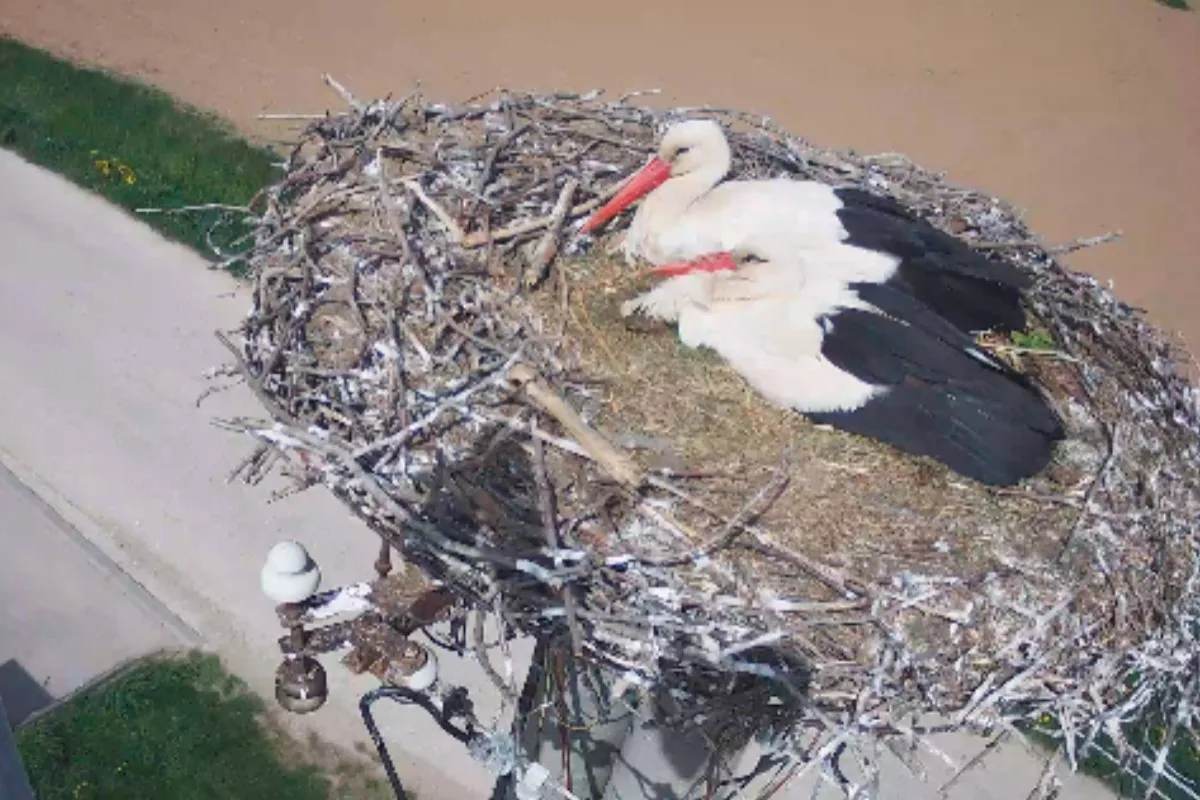 FOTO: Do obce pri Nitre sa opäť vrátili bociany. Tento rok pripravili miestnym aj milé prekvapenie