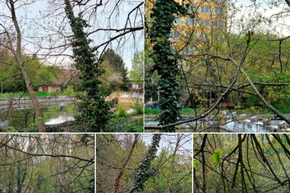 FOTO: Toto zostalo z obľúbeného levického kúpaliska, ktoré bolo kedysi živým miestom, ľudia vyčítajú úpadok aj mestu