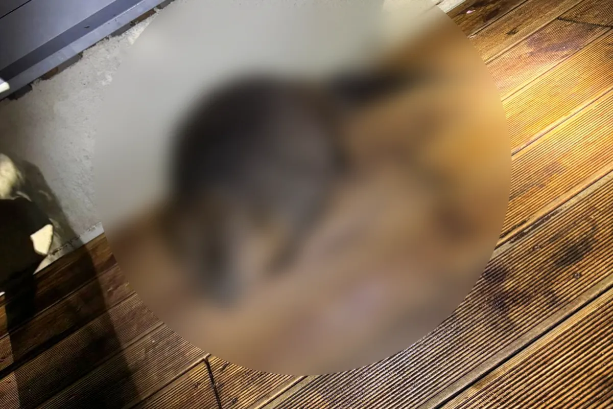 VIDEO: Neuveríte, kto si vyšiel na nočnú prechádzku po Nitre. Ratovať ho museli policajti, na pomoc im prišli aj hasiči