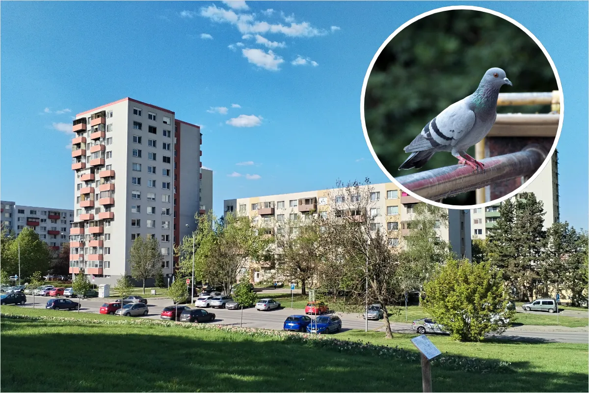 Obyvateľom Nitry prekážajú premnožené holuby. Situácia je neúnosná, medzi najčastejšie rady patrí toto 