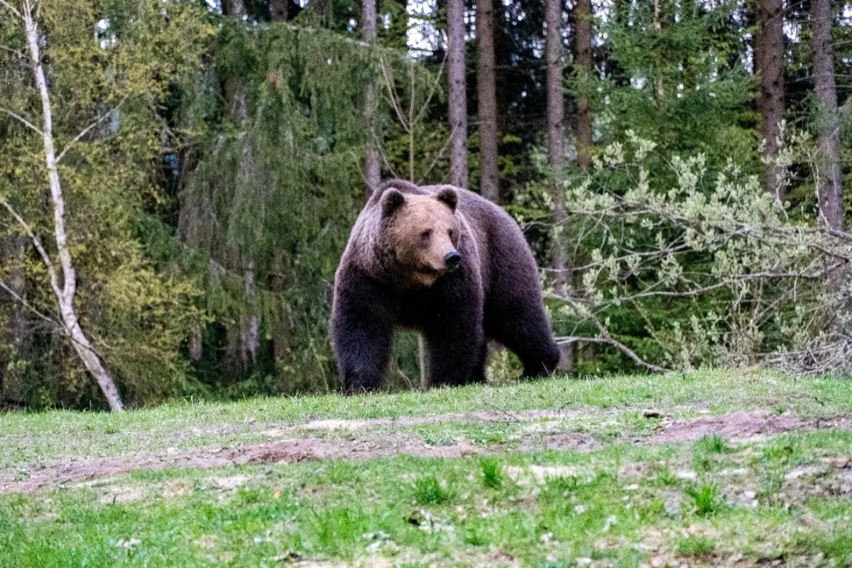 V obľúbenej turistickej lokalite pri Nitre spozorovali medveďa. Podľa poľovníkov mohol vážiť aj 120 kilogramov