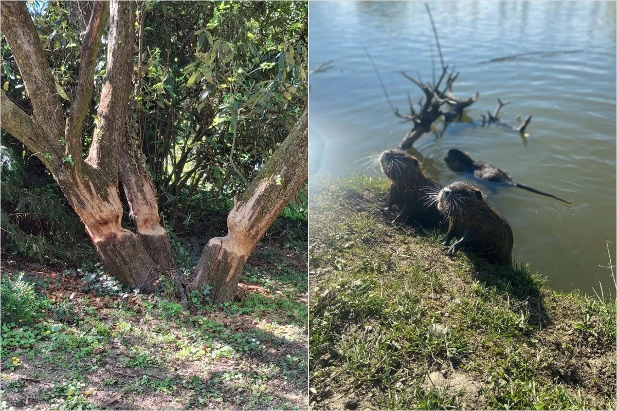 FOTO: Situácia s bobrami a nutriami v Nitre sa podľa radnice upokojila. Jedny chráni zákon, no druhé treba likvidovať