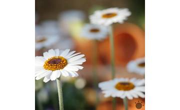 Počas Veľkej sa očakávajú vysoké teploty
