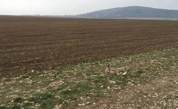 Objavili ďalšie nálezisko uhynutých vtákov, v Kolíňanoch našli 14 uhynutých Myšiakov hôrnych