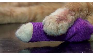 Muž takmer na smrť dobil susedovu mačku, ktorá zrejme príde o oko, pred smrťou ju zachránil jeho syn