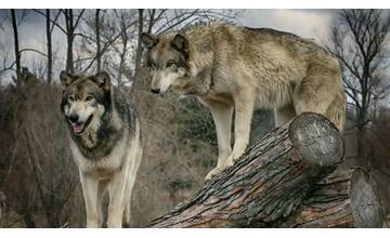 Cyklisti na lesnom chodníku narazili na svorku vlkov, z obavy o zdravie sa skryli na strome