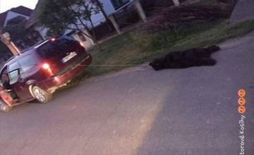 Ďalší prípad týrania zvierat! Muž ťahal psa za autom na špagáte, zviera zomrelo na udusenie