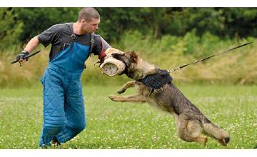 Rady skúseného kynológa: Čo robiť keď vás napadne pes?