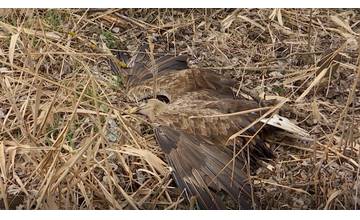 U poľovníka našli otravu, ktorá spôsobila uhynutie desiatok vtákov, hrozí mu 6 rokov