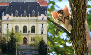 Žena v Nitre sa vyhrážala malému dievčatku smrťou. Vadilo jej, že má rovnaké meno ako jej mačka