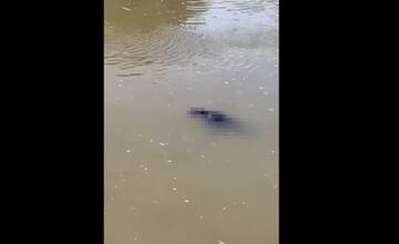 VIDEO: V Nitre vytiahli z rieky mŕtve telo. Ide o muža, ktorý bol nezvestný