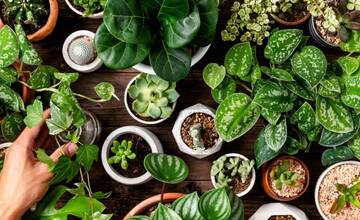 V Botanickej záhrade SPU sa v sobotu chystá SWAP, burza exotických rastlín či kurz výroby domáceho terária