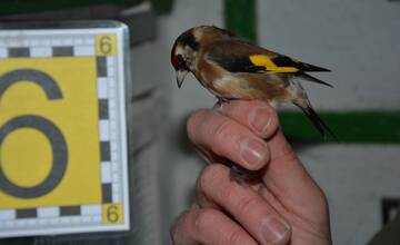 Enviropolícia odhalila ilegálny chov chránených vtákov v Topoľčanoch
