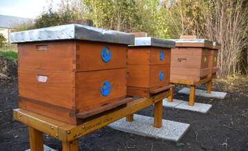 Do Zoborských kasární sa nasťahovali včely, prvý med bude možno už koncom jari 