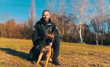 Video: Najlepší policajný pes Nitrianskeho kraja je Inkarie, pozrite si jeho tréning