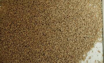 Absolvent SPU v Nitre vynašiel technológiu čistenia plastov pomocou lariev múch. Používa ju aj známy reťazec