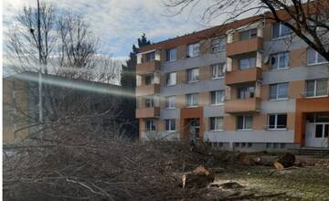 Stromy na Chrenovej museli vyrúbať, sú to invazívne druhy. Vedenie Nitry reaguje na kritiku