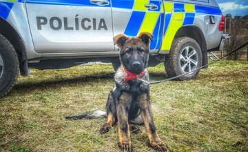 VIDEO: V Nových Zámkoch trénovali policajných psov. Výcviku sa zúčastnili aj policajti z Česka
