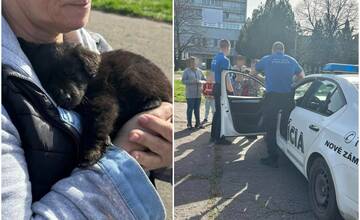 VIDEO+FOTO: Malé šteniatko týrali priamo na ulici, pohadzovali s ním ako s handrou