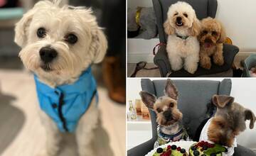 V Nitre sa chystá párty pre psov, pozvané sú pudle, maltezáky a jorkšíry