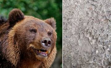 Po Tribeči sa už túlajú prvé medvede, turista našiel stopu len niekoľko kilometrov od obce