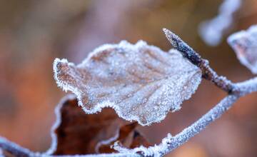Záhradkári pozor, v Nitrianskom kraji udrú prízemné mrazy