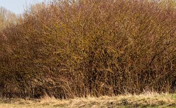 Nitrania si chcú na sídlisku sami upraviť kríky. Majú na to právo?