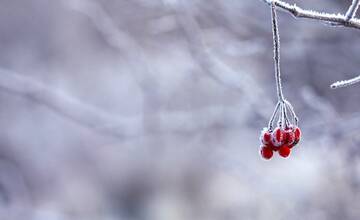 Pestovatelia si ešte nevydýchnu, mrazy ich potrápia aj v nasledujúce dni a platia i výstrahy