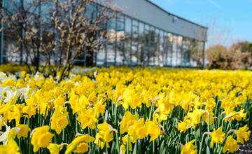FOTO: Do Nitry prišla jar, nádherné narcisy už zakvitli a my poznáme tajomstvo ich krásy