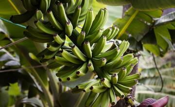 Banánom sa darí aj na Slovensku: Pestovateľ zo Šiah sa pochválil nadpriemernou úrodou