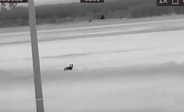 VIDEO: Medzi Čakajovcami a Nitrou sa mal pohybovať medveď. Zachytili ho kamery