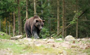 VIDEO: Stretu s medveďom sa chce vyhnúť asi každý. Viete však, čo robiť a čomu sa vyvarovať?