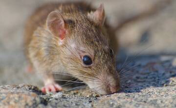 V Topoľčanoch museli kvôli premnoženým potkanom začať s deratizáciou, potrvá až do júna