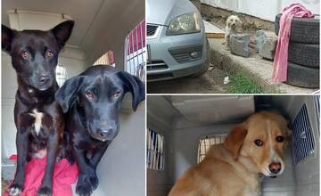 Záchranná misia v osade: Nitriansky útulok dal psíkom šancu na lepší život. Potrebujú však aj vašu pomoc