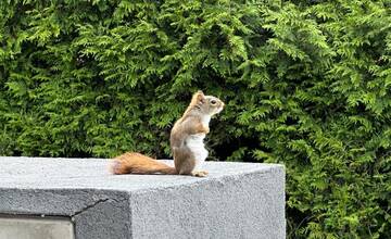 Na Klokočine sa zatúlala kanadská veverička Kajka. Majiteľom veľmi chýba, nevideli ste ju?