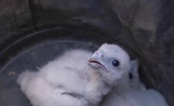 Pri Štúrove sa vyliahli mláďatá sokola rároha. Pomohli búdky zavesené na elektrickom vedení