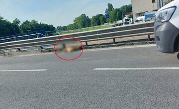 FOTO: Po Nitre behal splašený srnec. Na Univerzitnom moste ho však zrazilo auto