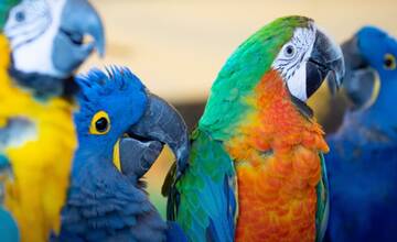 VIDEO: Chcete si pohladiť exotické vtáky? V Topoľčanoch prebehne kontaktná výstava papagájov